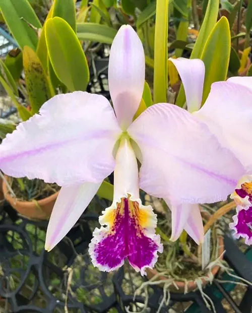 Cattleya mossiae var semi-alba aqinada 'Zaya'