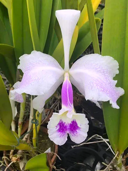 Cattleya warsewiczii var lunata 'Monos Nutibara'