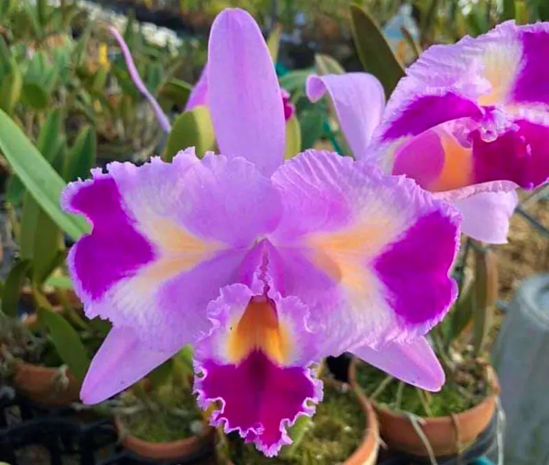 Cattleya trianae trilabelo 'Masha'