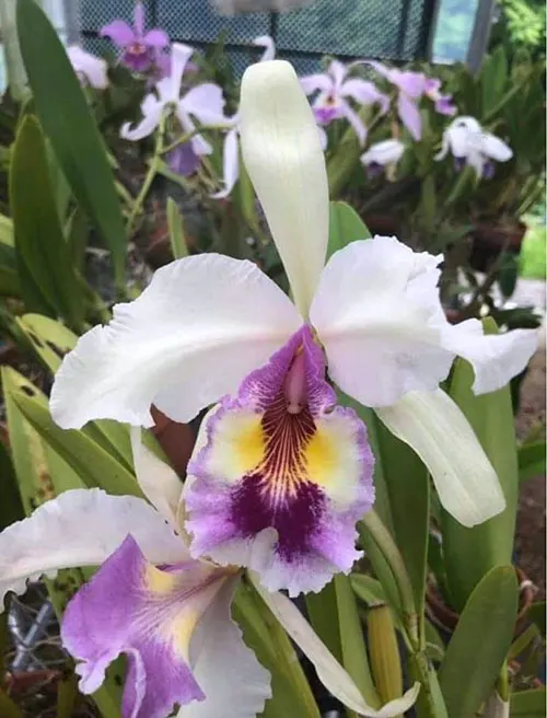 Cattleya warsewiczii var semi-alba 'Katia' (Japan)