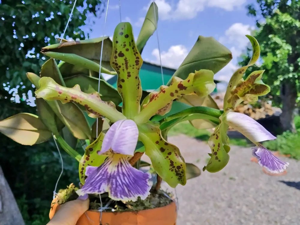 Cattleya schilleriana coerulea 'Astar'