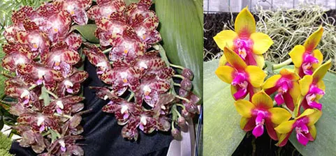 Phalaenopsis gigantea x Dragon 'Tree Eagle'