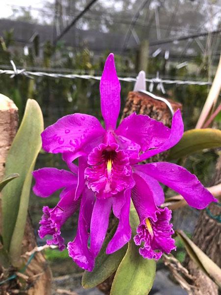 Cattleya maxima (Highland form)
