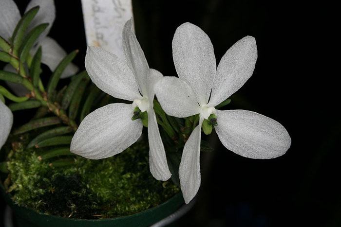 Ceratochilus biglandulosus
