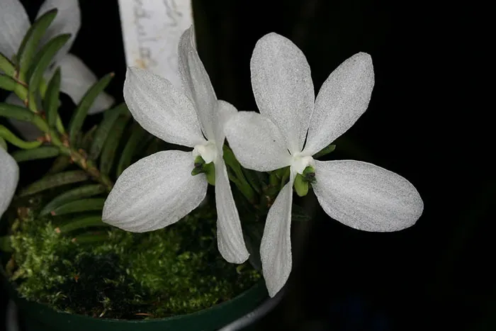 Ceratochilus biglandulosus