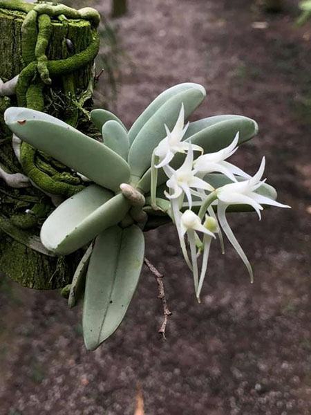 Cyrtorchis crassifolia