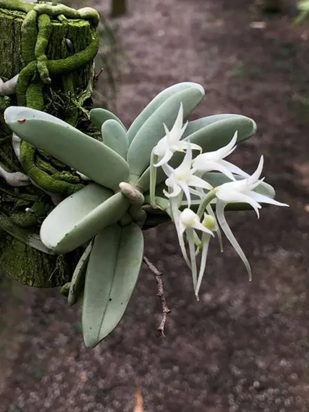 Cyrtorchis crassifolia