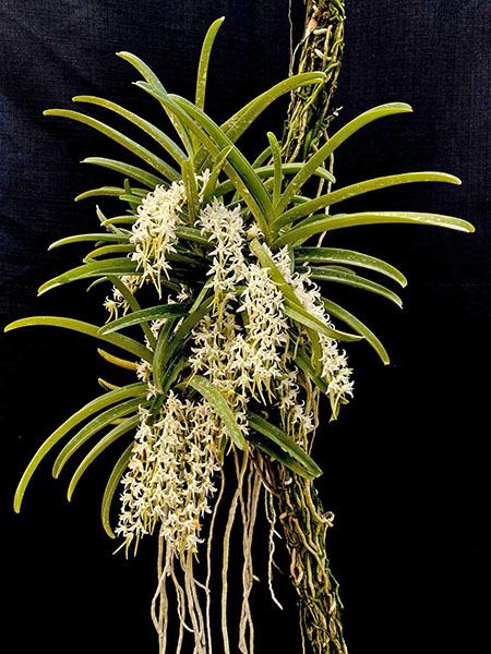 Cyrtorchis praetermissa