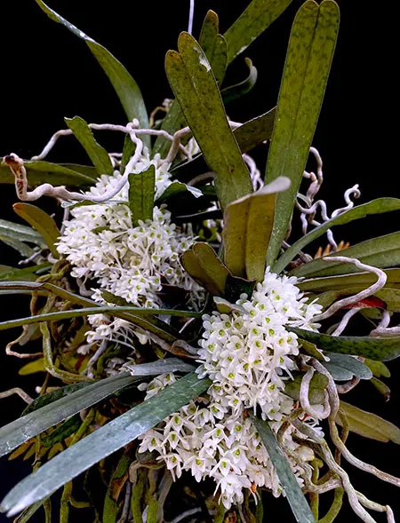 Diaphananthe millarii
