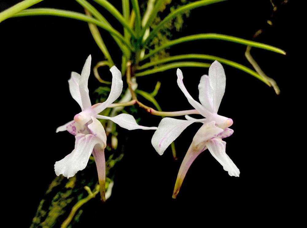 Holcoglossum ligulatum