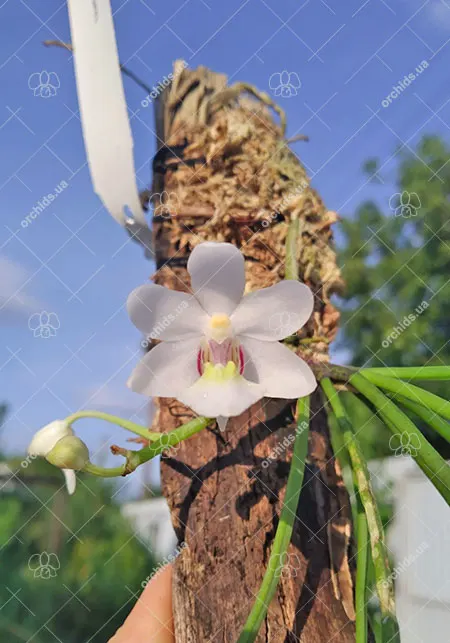 Holcoglossum rupestre
