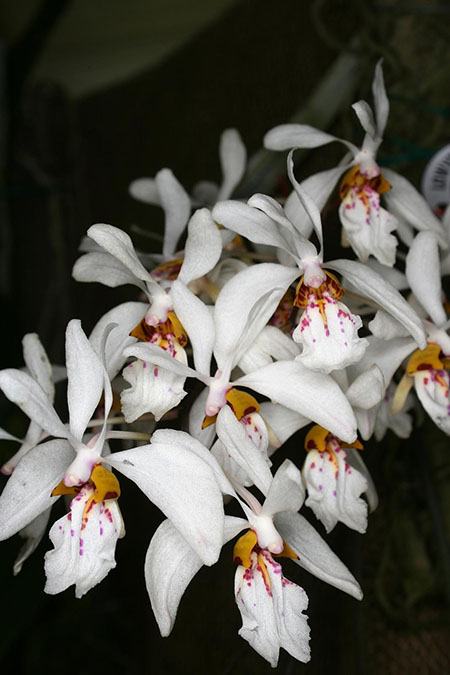 Holcoglossum wangii (‘Spitskop’ x self)