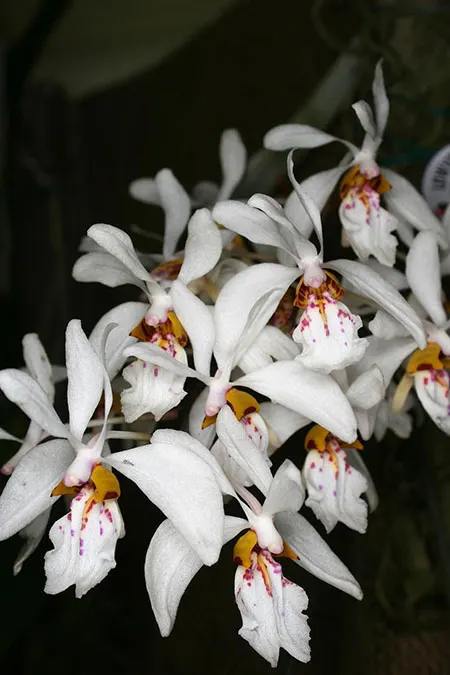 Holcoglossum wangii (‘Spitskop’ x self)