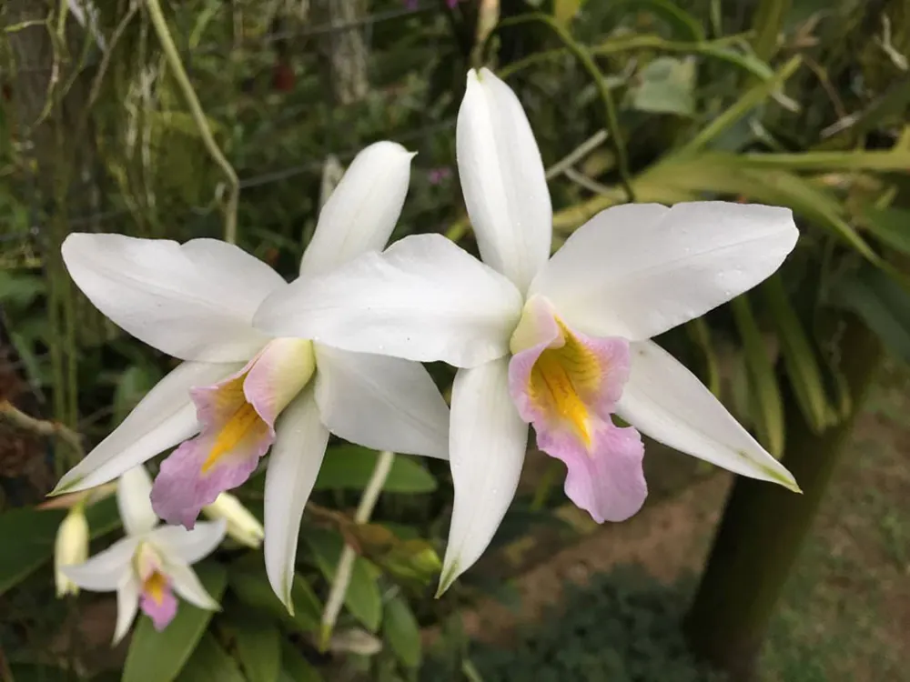 Laelia anceps hillii