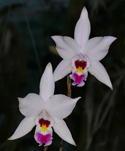 Laelia anceps delicata x self
