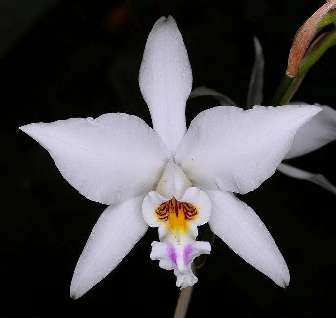 Laelia anceps dawsonii