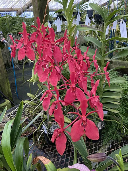 Renanthera Kalsom