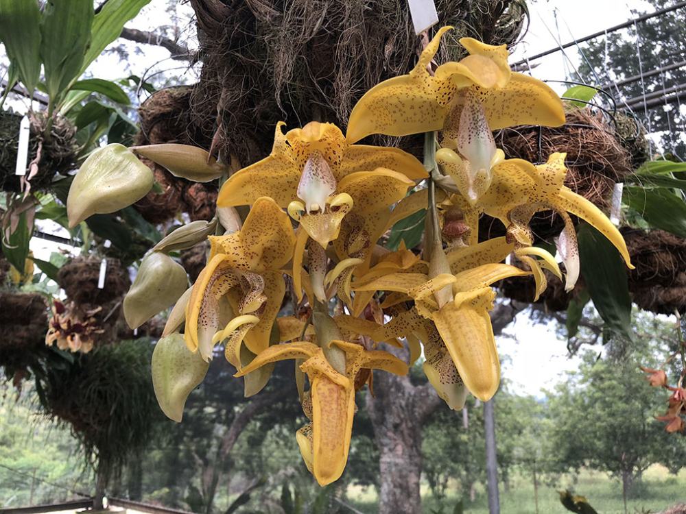 Stanhopea costaricensis