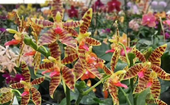 Phalaenopsis cornu-cervi x maculata