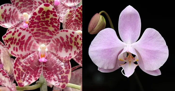 Phalaenopsis gigantea x sanderiana