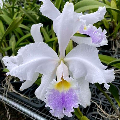 Cattleya warscewiczii coerulea (#2)