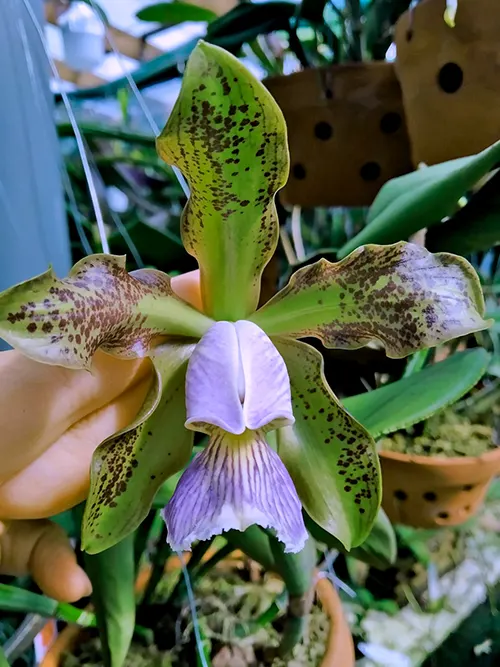 Cattleya schilleriana coerulea 'Dona Marcia'