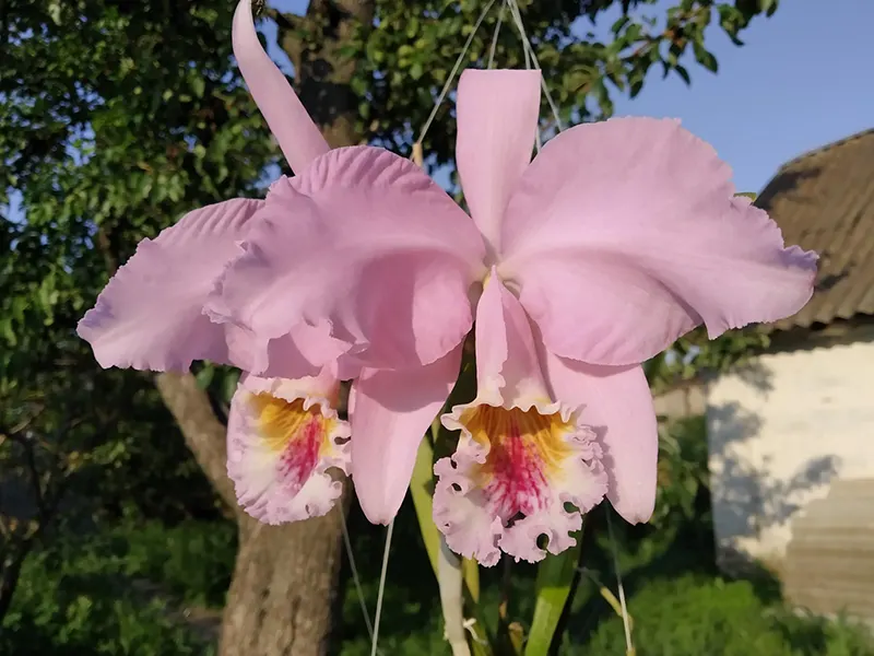 Cattleya mossiae 'Aurora'