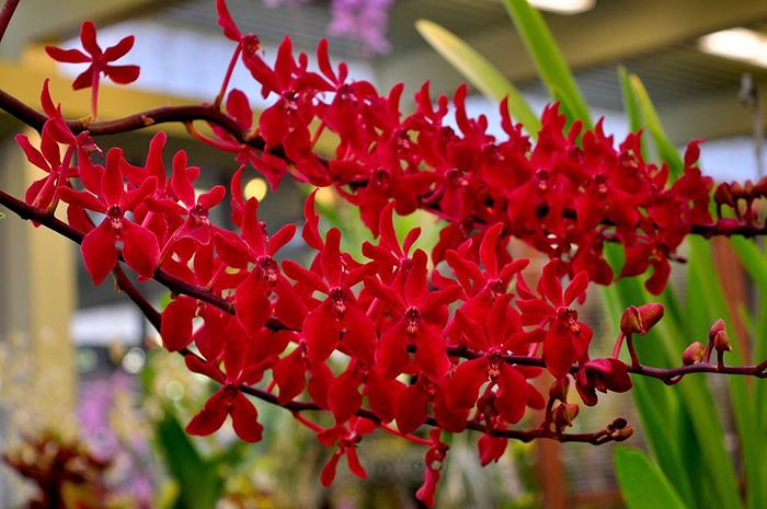 Renanstylis Azimah x Renanthera Bangkok Flame