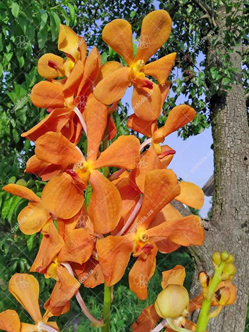 Mokara Oomyai Gold