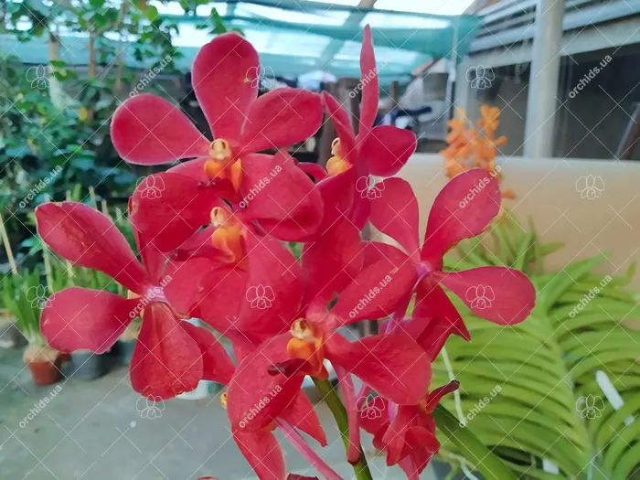 Aranda Salaya Red