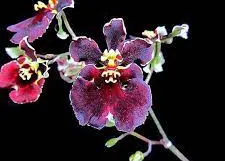 Oncidium (Tolumnia) Jairak Firm 'Black Bull'