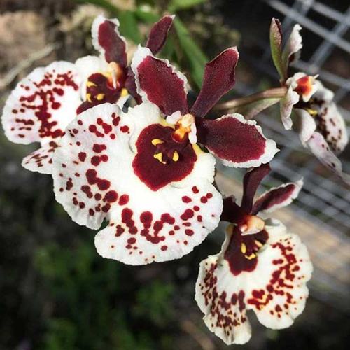 Oncidium (Tolumnia) Jairak Firm 'Mocha Spot'
