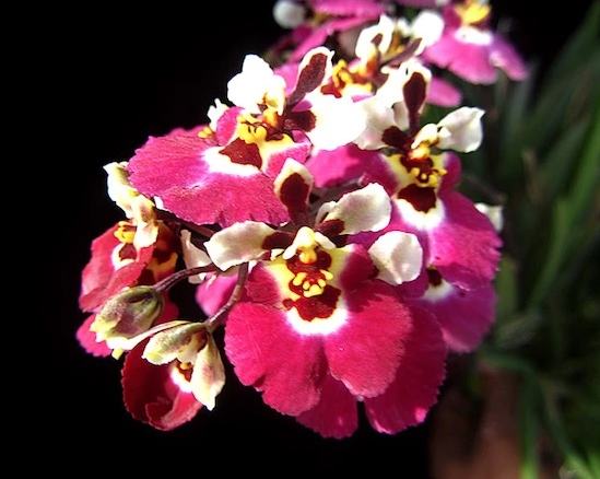 Oncidium (Tolumnia) Jairak Firm 'Red Mask'