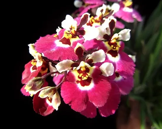 Oncidium (Tolumnia) Jairak Firm 'Red Mask'