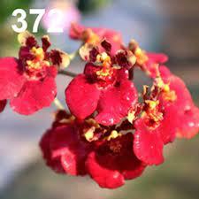 Oncidium (Tolumnia) Jairak Firm 'Super Red'