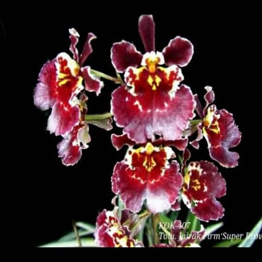 Oncidium (Tolumnia) Jairak Firm 'Super Brown'