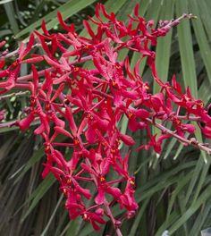 Renanthera Kultana Fire Coral