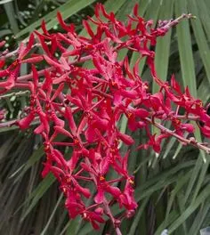 Renanthera Kultana Fire Coral