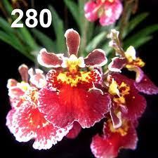 Oncidium (Tolumnia) Jairak Firm 'Brown Oak'