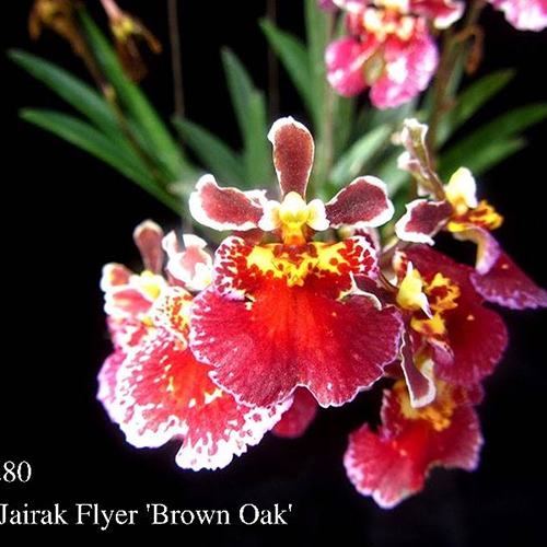 Oncidium (Tolumnia) Jairak Firm 'Brown Oak'