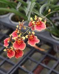 Oncidium (Tolumnia) Moriyama Invention 'Mars'