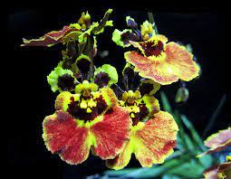 Oncidium (Tolumnia) Jairak Firm 'Big Bang'