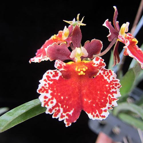 Oncidium (Tolumnia) Jairak Firm 'Red Spread'