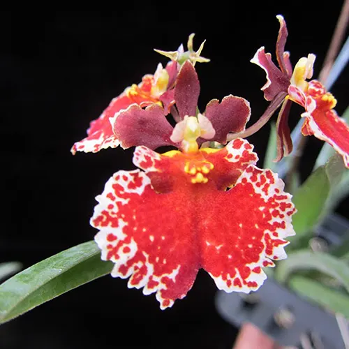 Oncidium (Tolumnia) Jairak Firm 'Red Spread'
