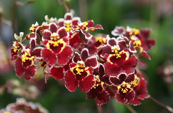 Oncidium (Tolumnia) Moriyama Invention 'Red Sun'