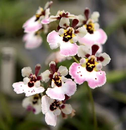 Oncidium (Tolumnia) Moriyama Starbright 'Yolk'