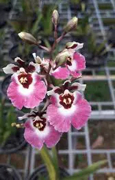 Oncidium (Tolumnia) Moriyama Beauty 'Pinky Circle'