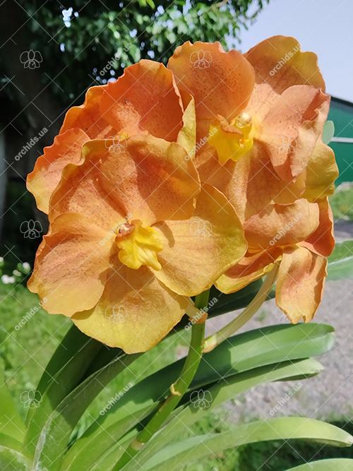 Ascocenda Pak Chong Gold x Chocolate Drop