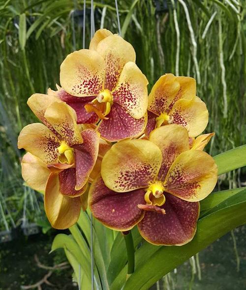 Ascocenda Suk Sumran Gold x Rakjaisand