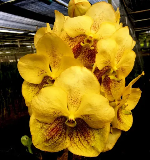 Ascocenda Kultana Gold x Vanda Kanchanaburi Gold